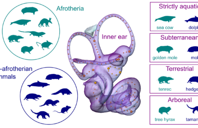 HEAS members publish new study on how mammals with distant evolutionary ties but similar ecological roles evolved comparable inner ear shapes.